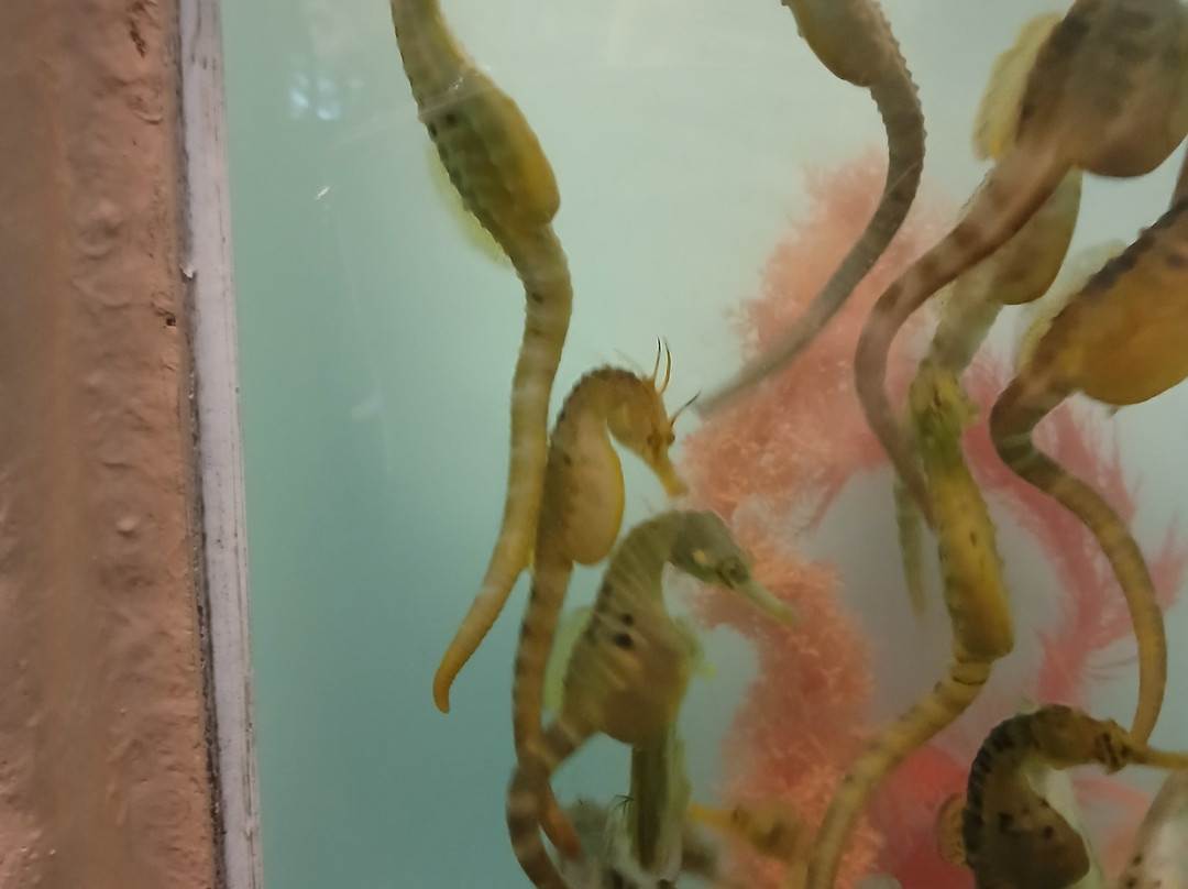 Seahorse World-Beauty Point必去景点