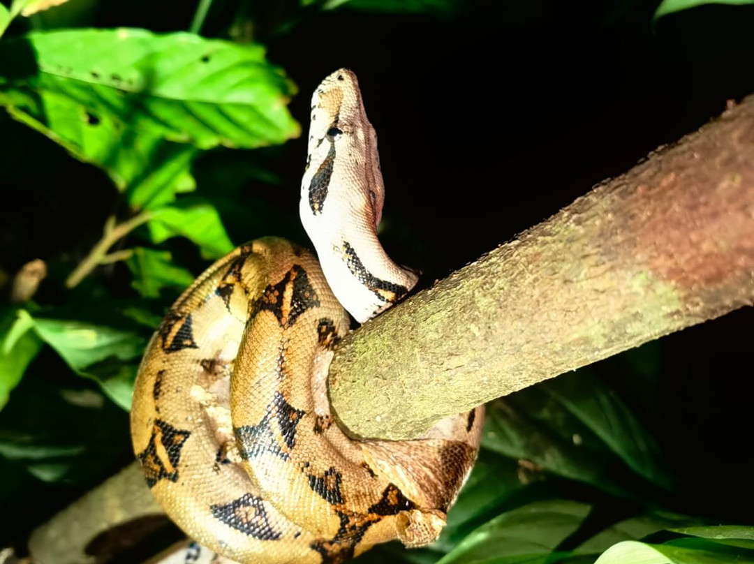 Manzanillo Night Jungle-Manzanillo必去景点