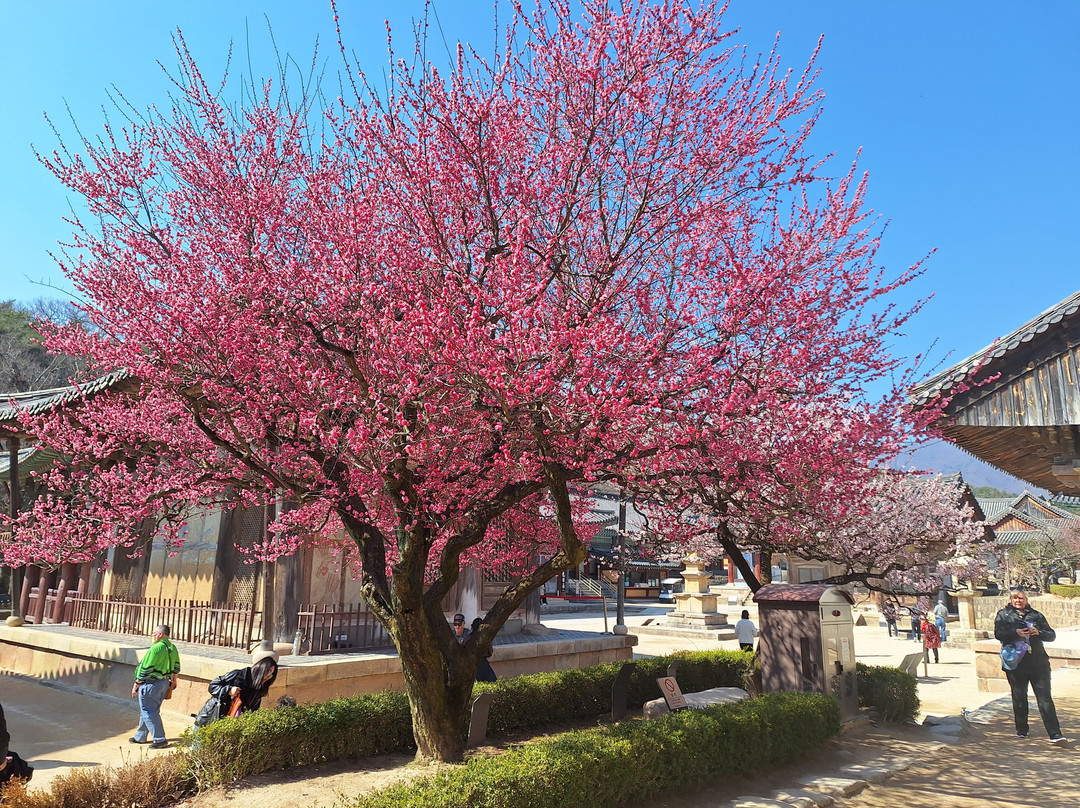 Tongdosa Temple-梁山市必去景点