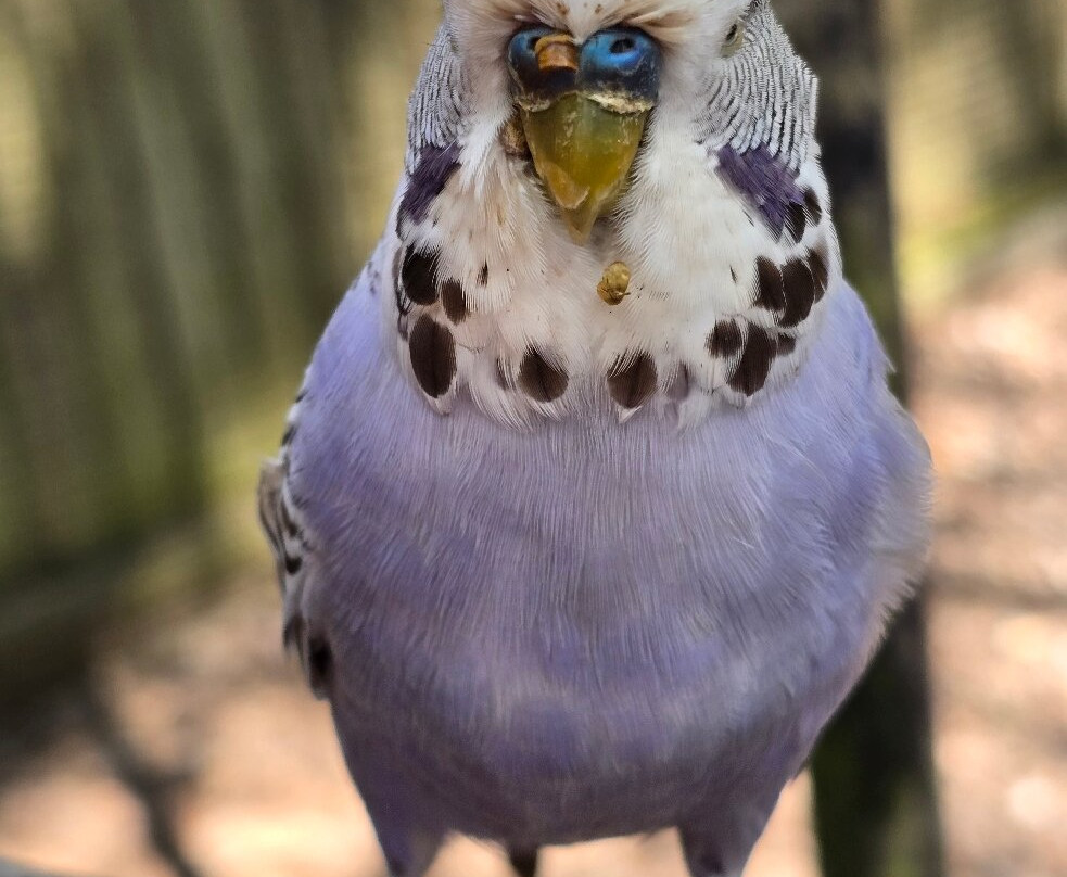 Tropical Birdland景点图片