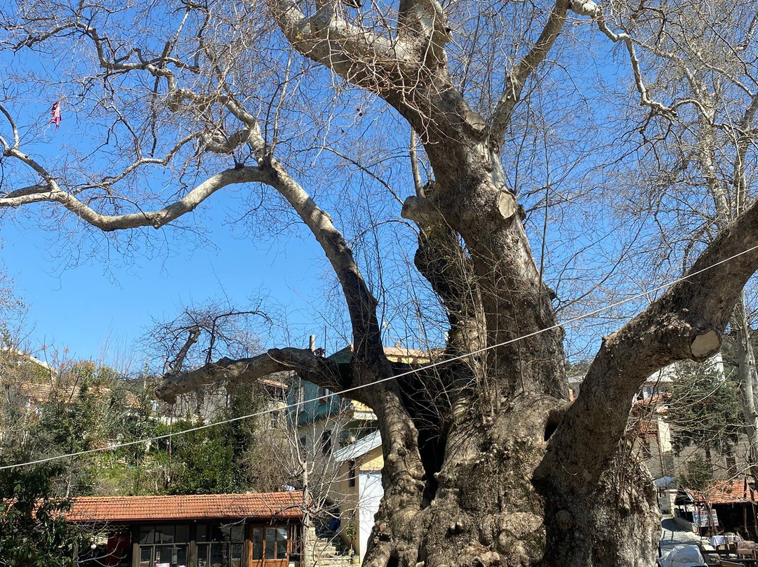 Hidirbey Musa Agaci-安塔基亚必去景点