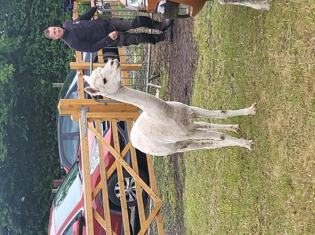 Tickhill Alpacas景点图片