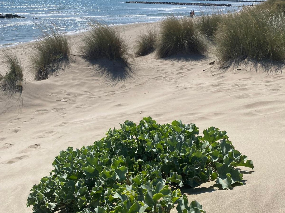 Plage de l’Espiguette-勒格罗迪鲁瓦必去景点