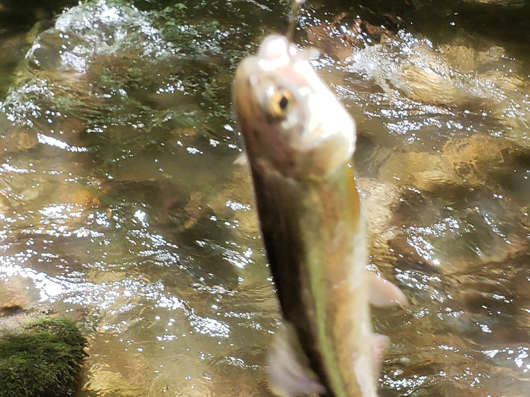 Cotter Trout Dock Guided Trout Fishing Tours-Cotter必去景点