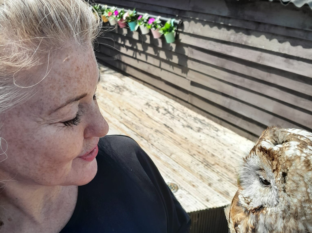 West Sussex Falconry景点图片
