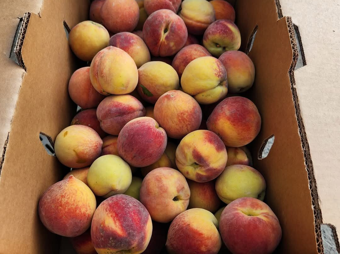 Pearson Farm-Fort Valley必去景点