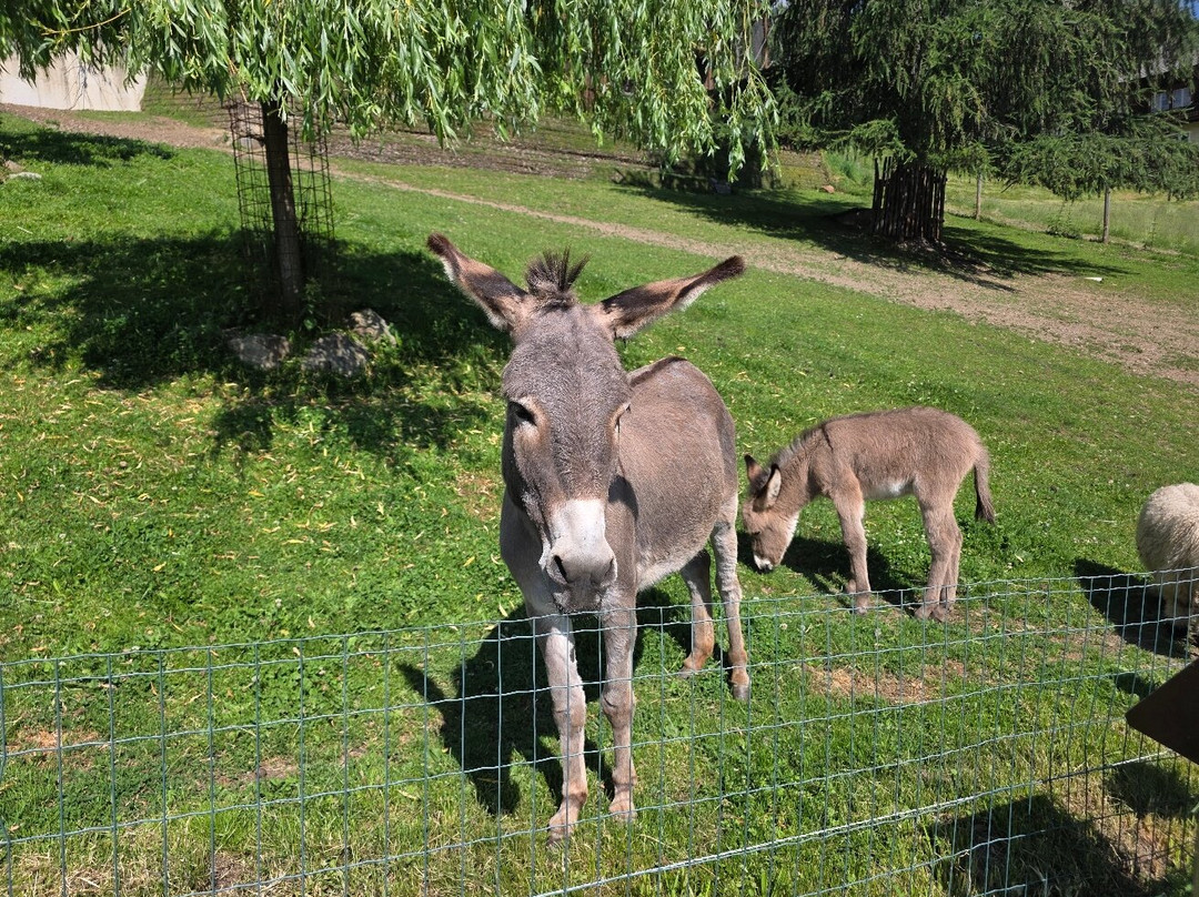 Wildpark Assling-Oberassling必去景点