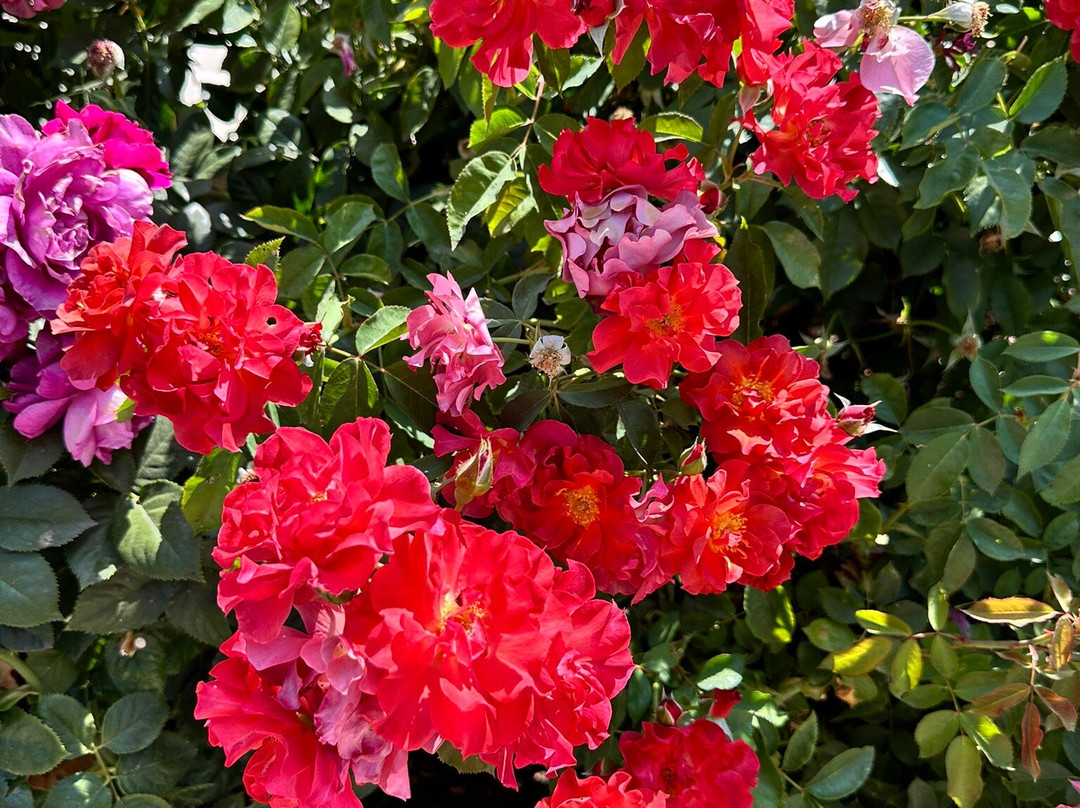 University Park World Peace Rose Garden-斯托克顿必去景点