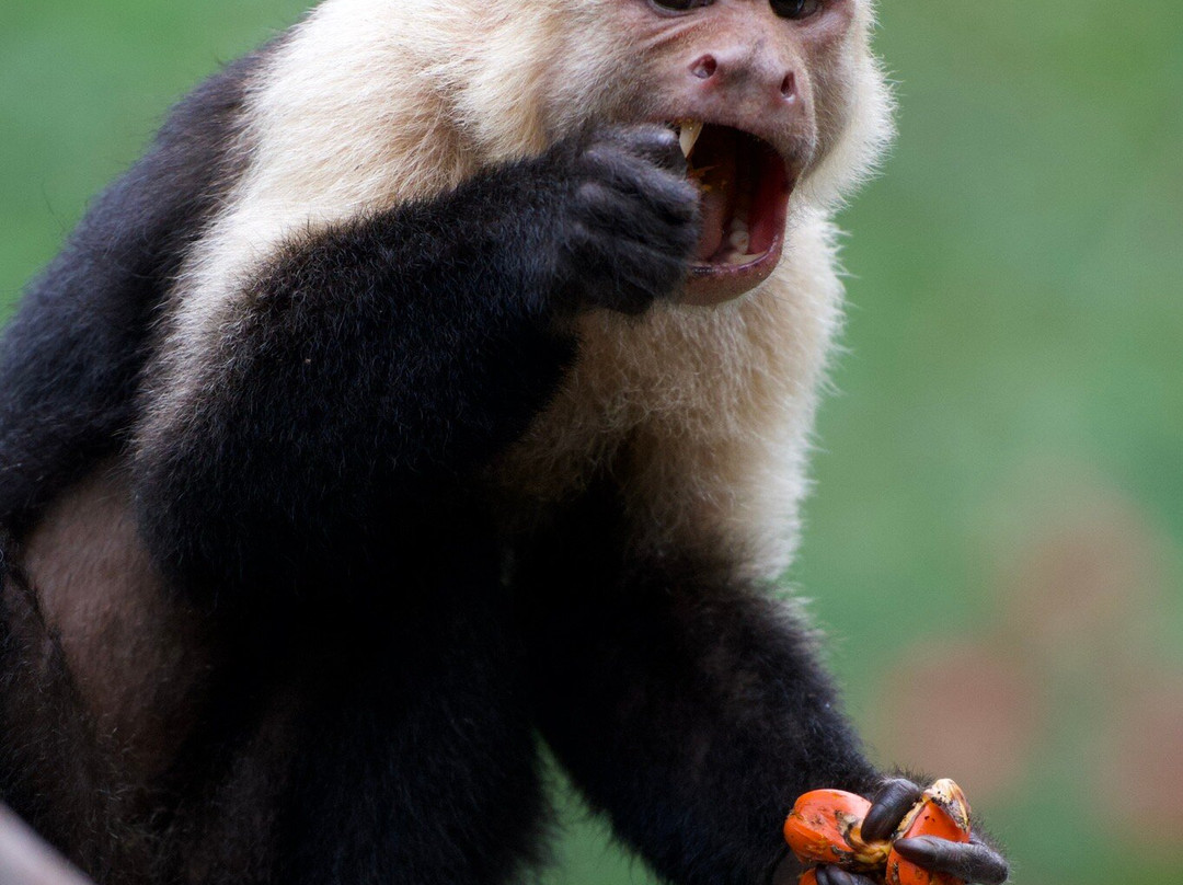 Osa Birders Tours-Puerto Jimenes必去景点