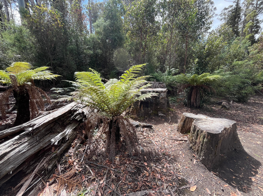 Tahune Adventures-Geeveston必去景点