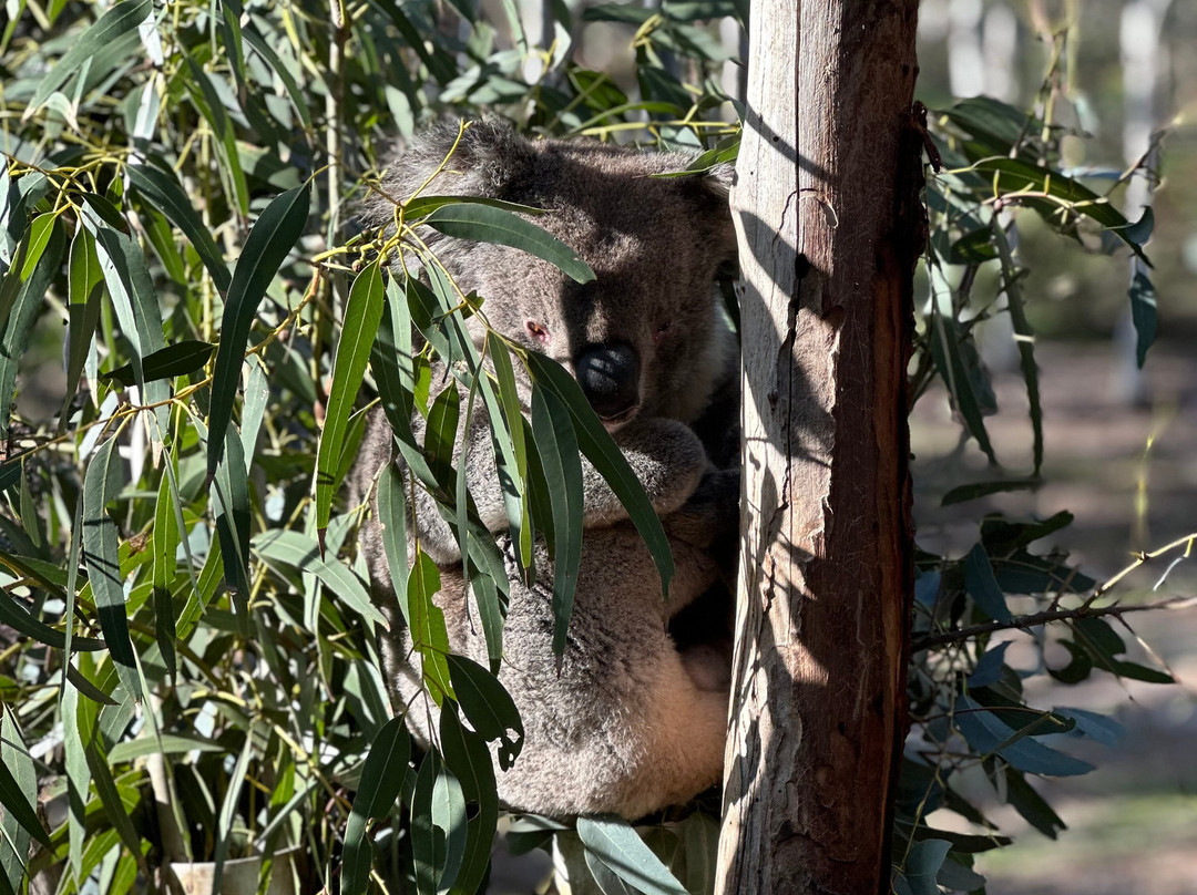 Softfoot Farm & Wildlife Park-Hindmarsh Valley必去景点