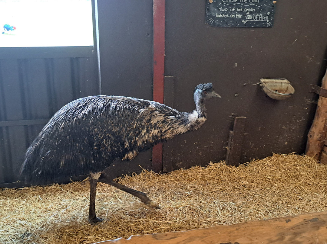 Glendeer Pet Farm-阿斯隆必去景点