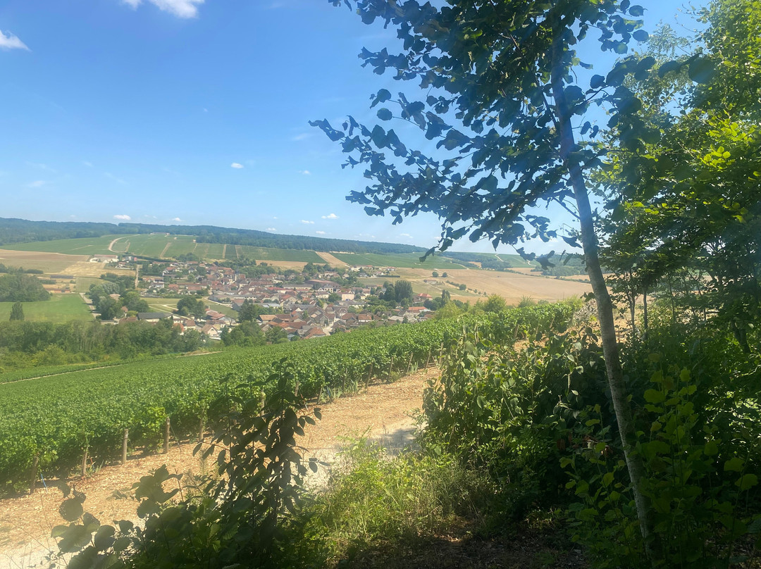 Champagne Daniel PÉTRÉ & Fils-Ville sur Arce必去景点