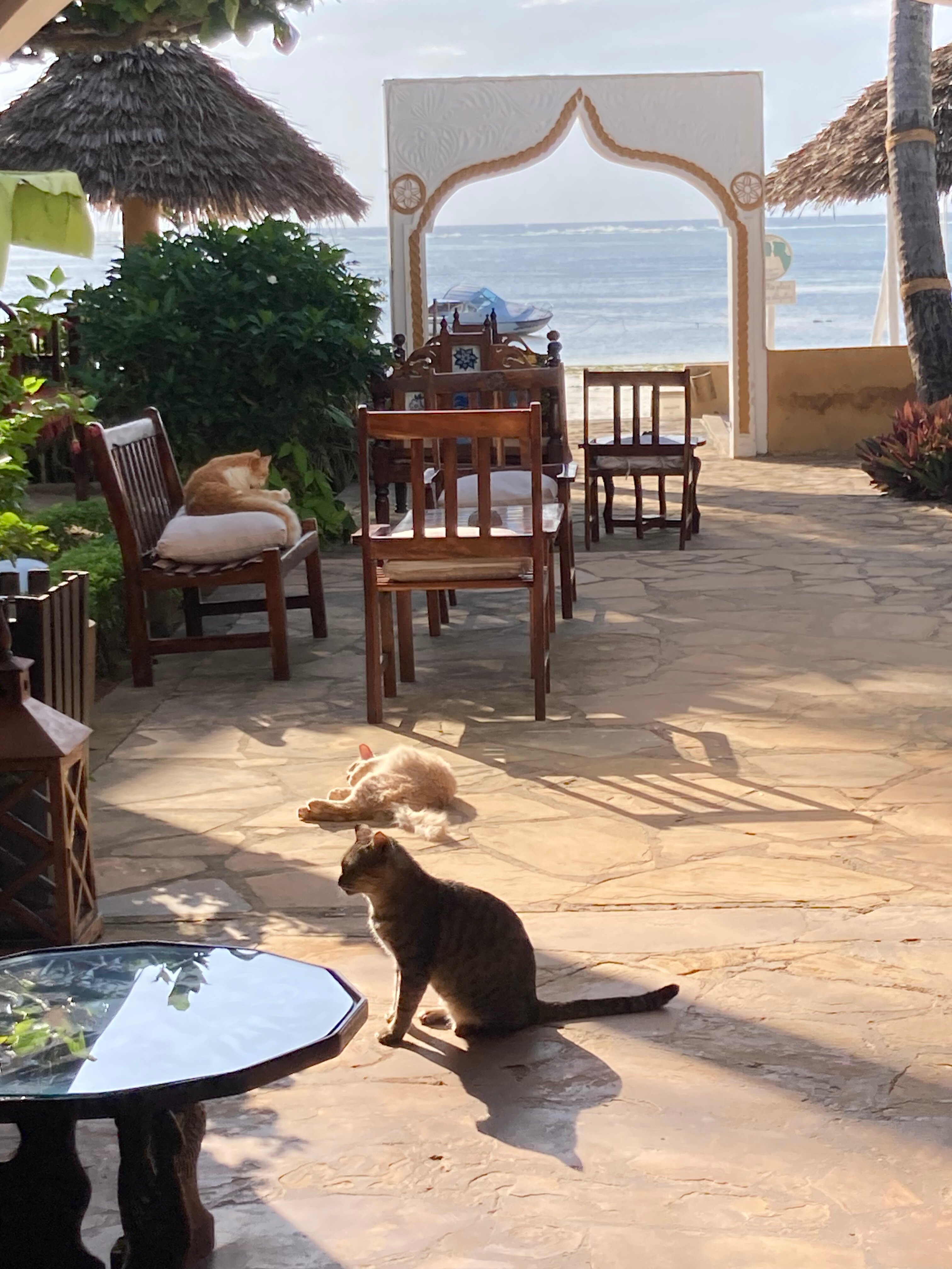 Zanzibar House-官方