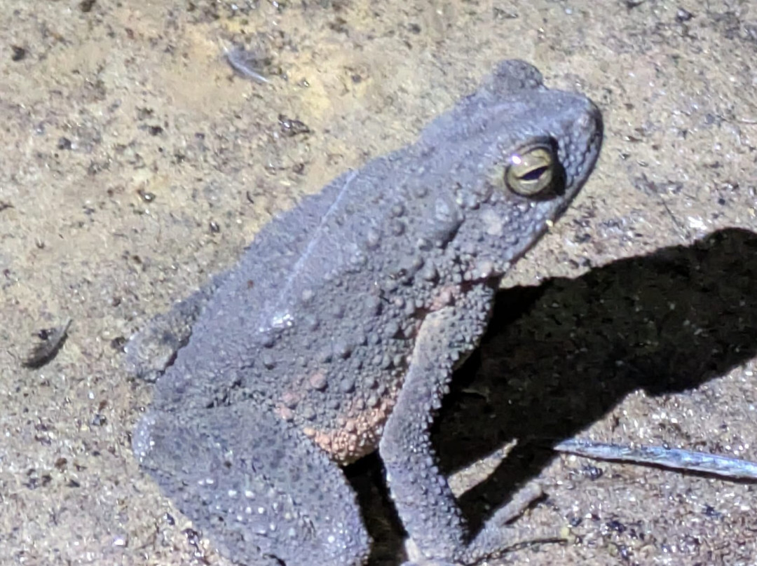 Bat Cave-武吉拉旺必去景点