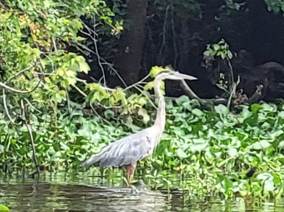 Ultimate Swamp Adventures-Westwego必去景点