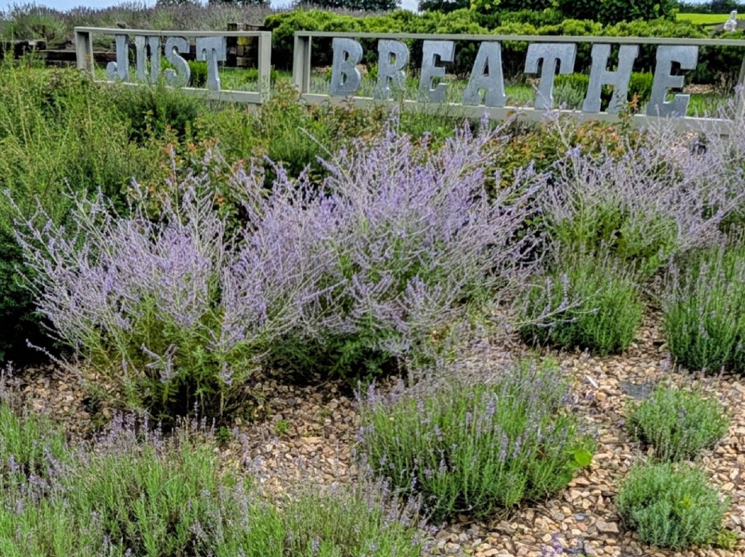 White Oak Lavender Farm & The Purple WOLF Tasting Room-哈里森堡必去景点