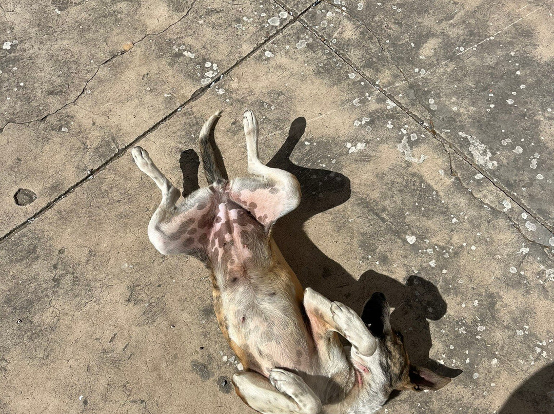 Mercado de Tarabuco-苏克雷必去景点