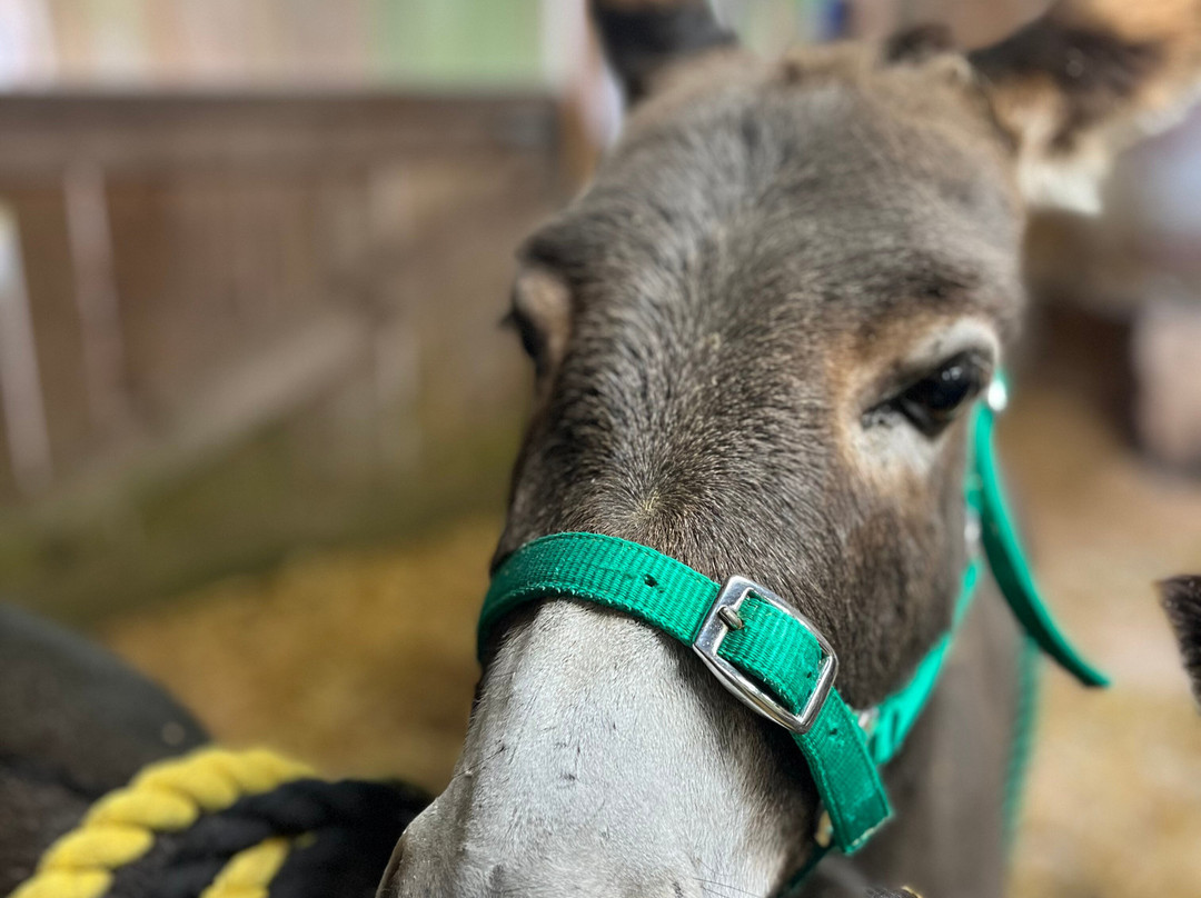 Moel Famau Donkeys-Llanferres必去景点