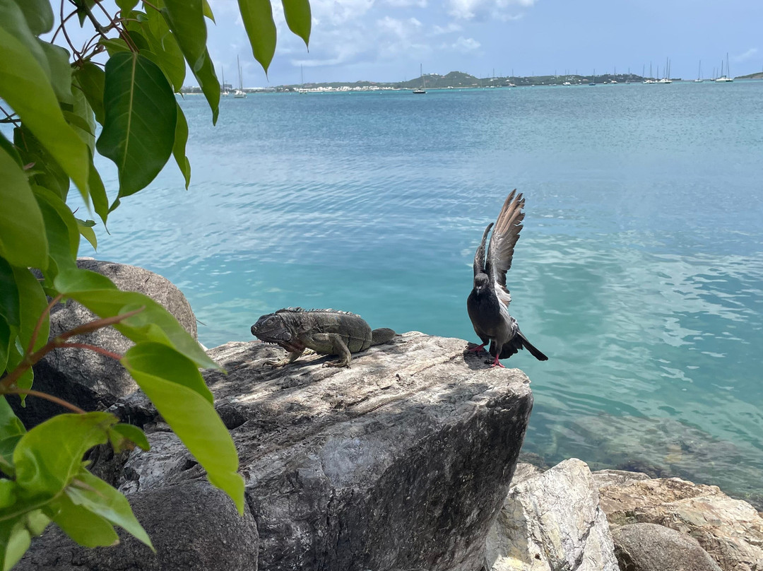 Marigot Market-Marigot必去景点