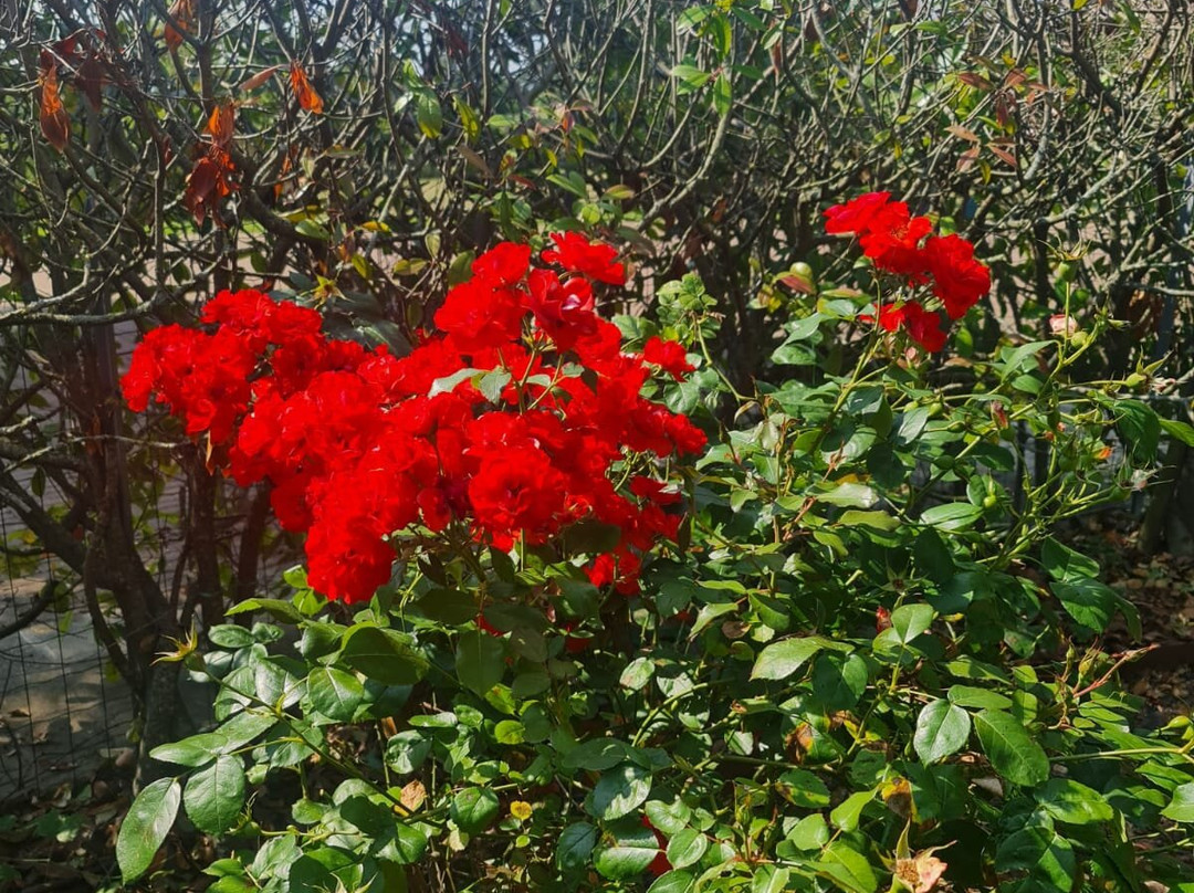 Il Giardino Di Monfestino-Serramazzoni必去景点