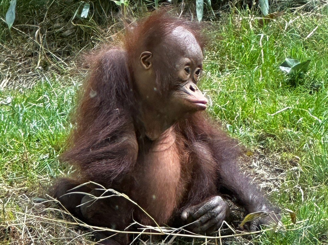 Allwetterzoo Munster-明斯特必去景点