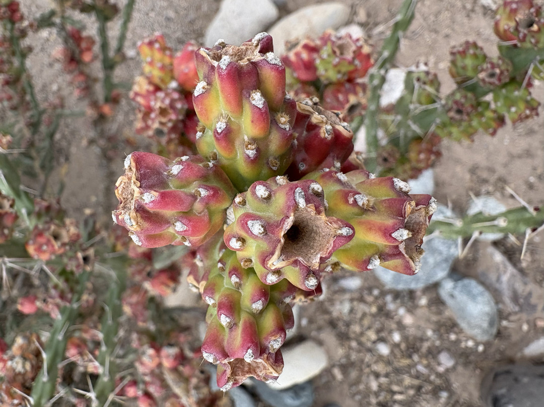 New Mexico Wildlife Center