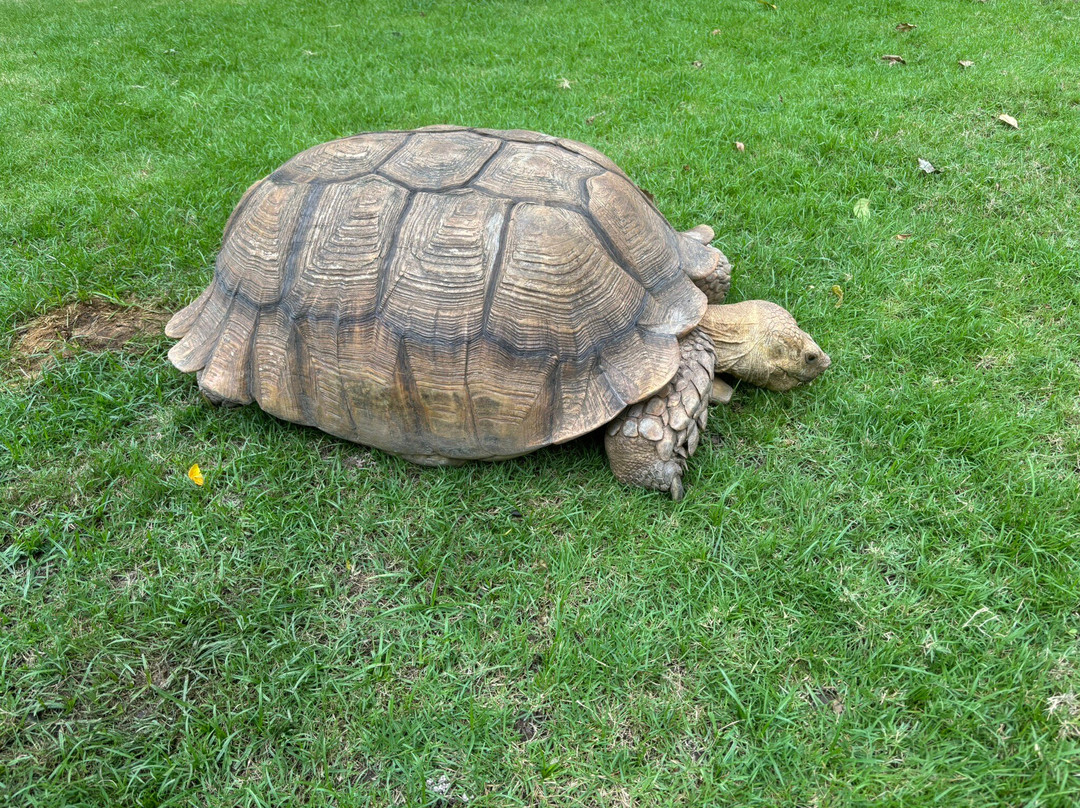 羊驼农场-愿拼县必去景点