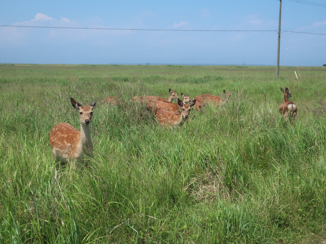 Notsukesaki Lighthouse-别海町必去景点