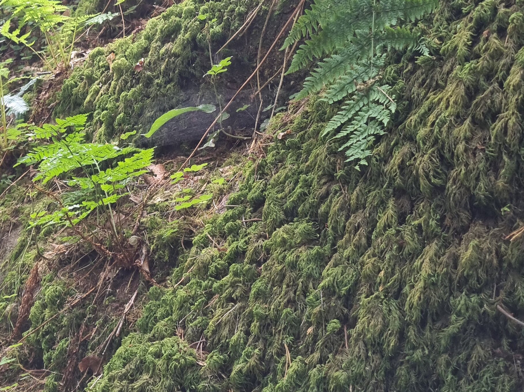 Glenarn Gardens-Rhu必去景点
