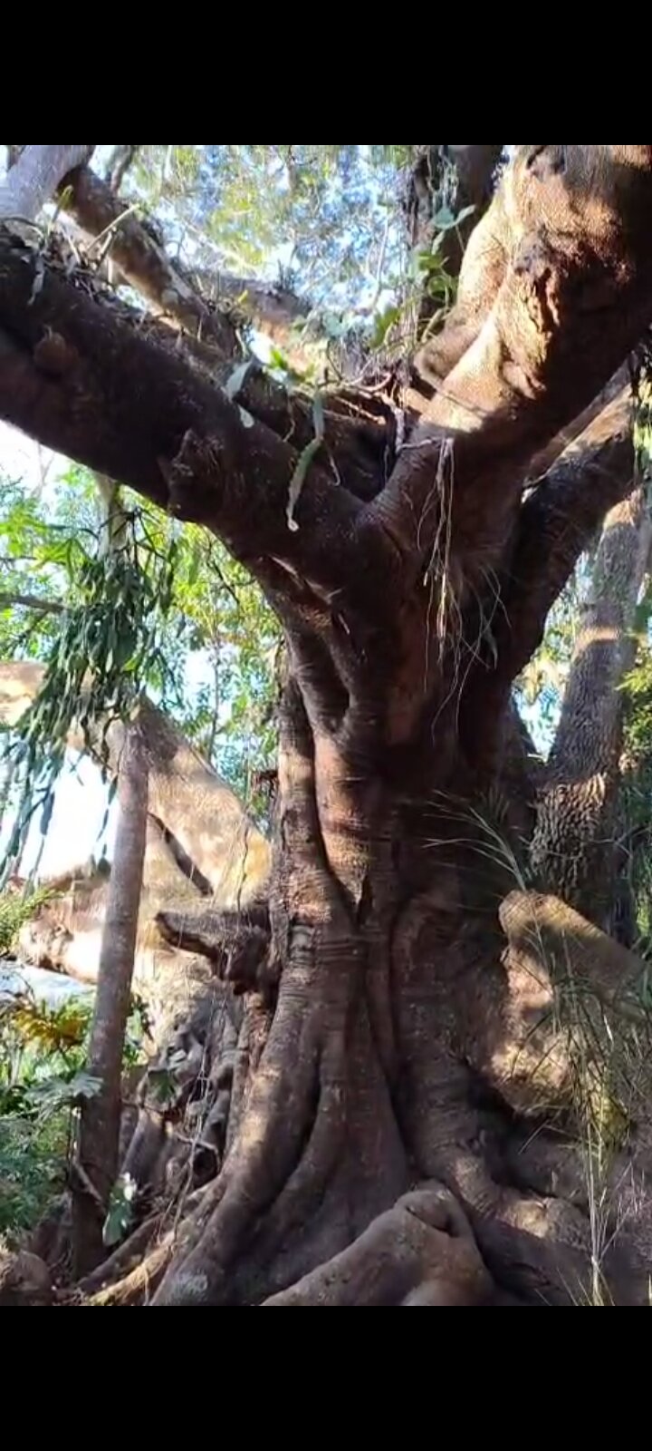 Pousada da Gameleira-官方