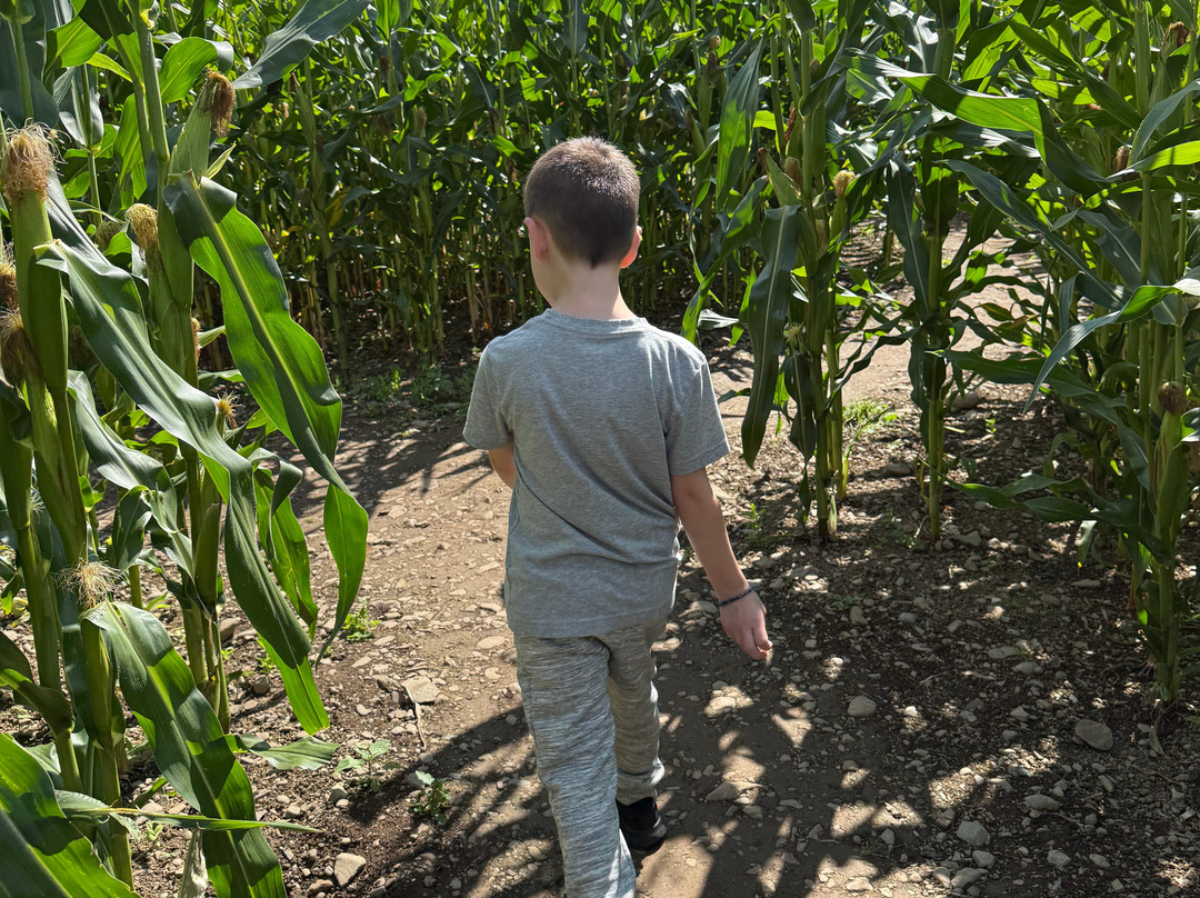 Lakeland Maze Farm Park-肯德尔必去景点