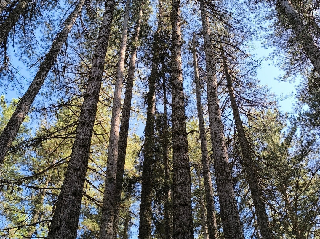 Lupo Ezechiele Avventure Parck-Spezzano della Sila必去景点