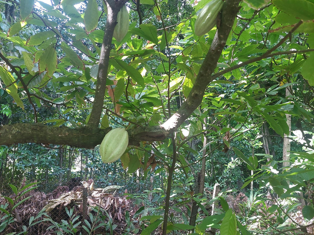 La Maison du Cacao-Pointe-Noire必去景点
