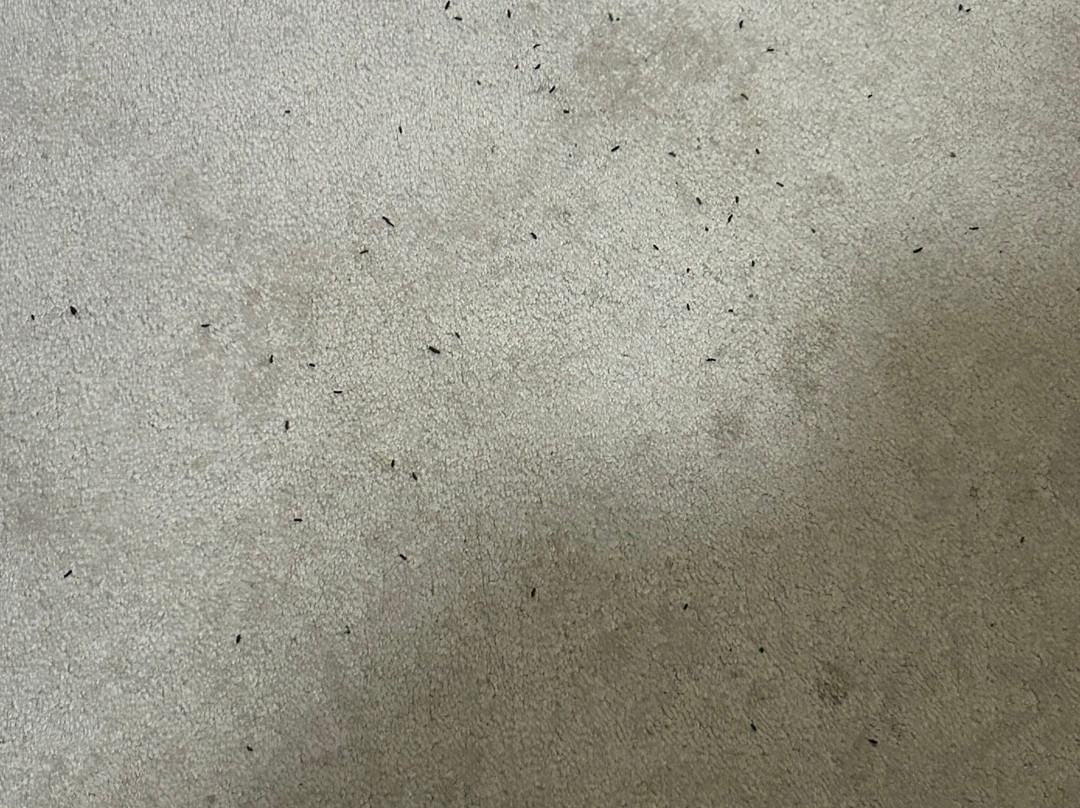 Sponars Chalet主图