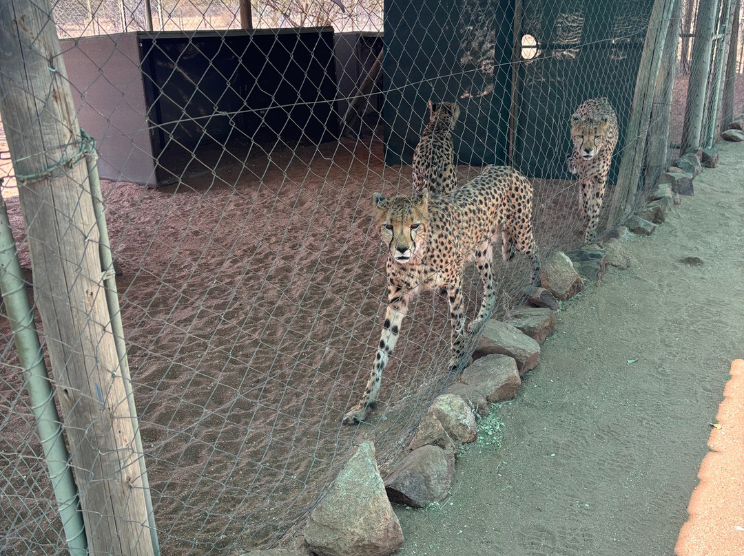 Cheetah Conservation Fund-奥奇瓦龙戈必去景点