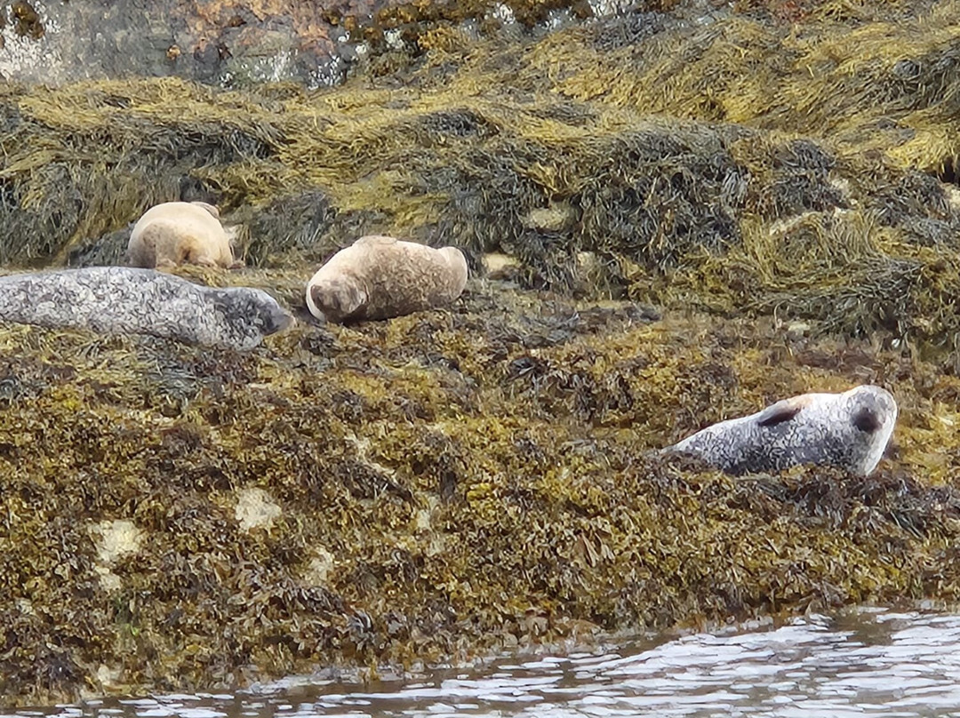 Kylesku Boat Tours-Kylesku必去景点