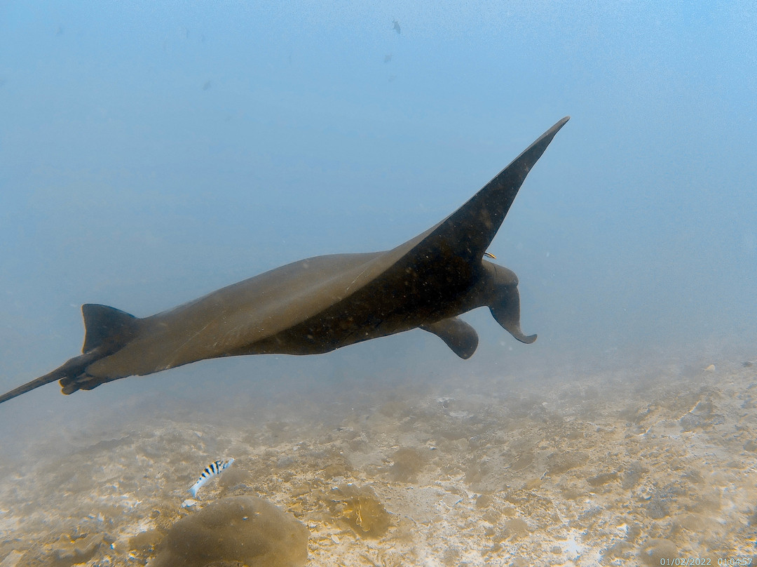 Reeflex Divers Penida-珀尼达岛必去景点