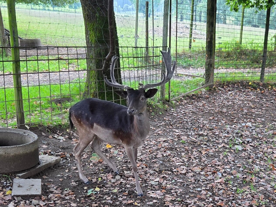 Wildpark Sonnenhalde-Neukirch必去景点