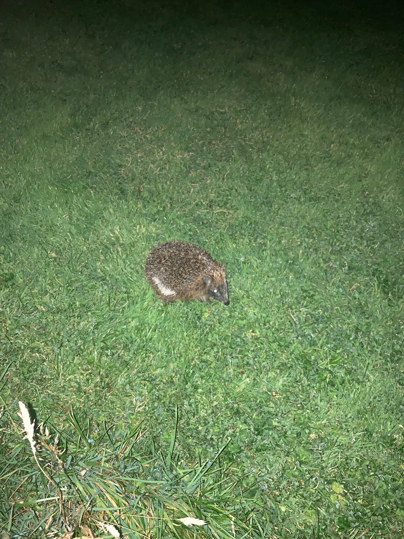 Bridge House - B&b Rooms & Huts On Hadrian's Wall-官方