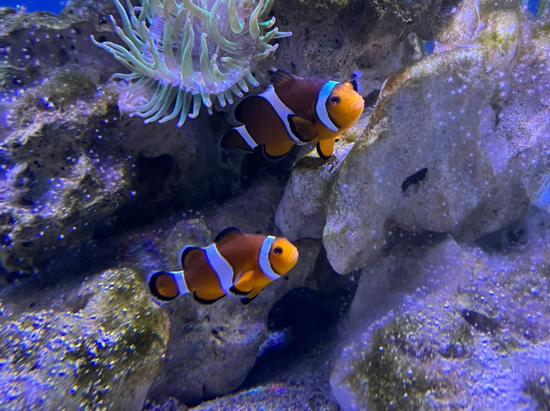 Hastings Aquarium-海斯廷斯必去景点