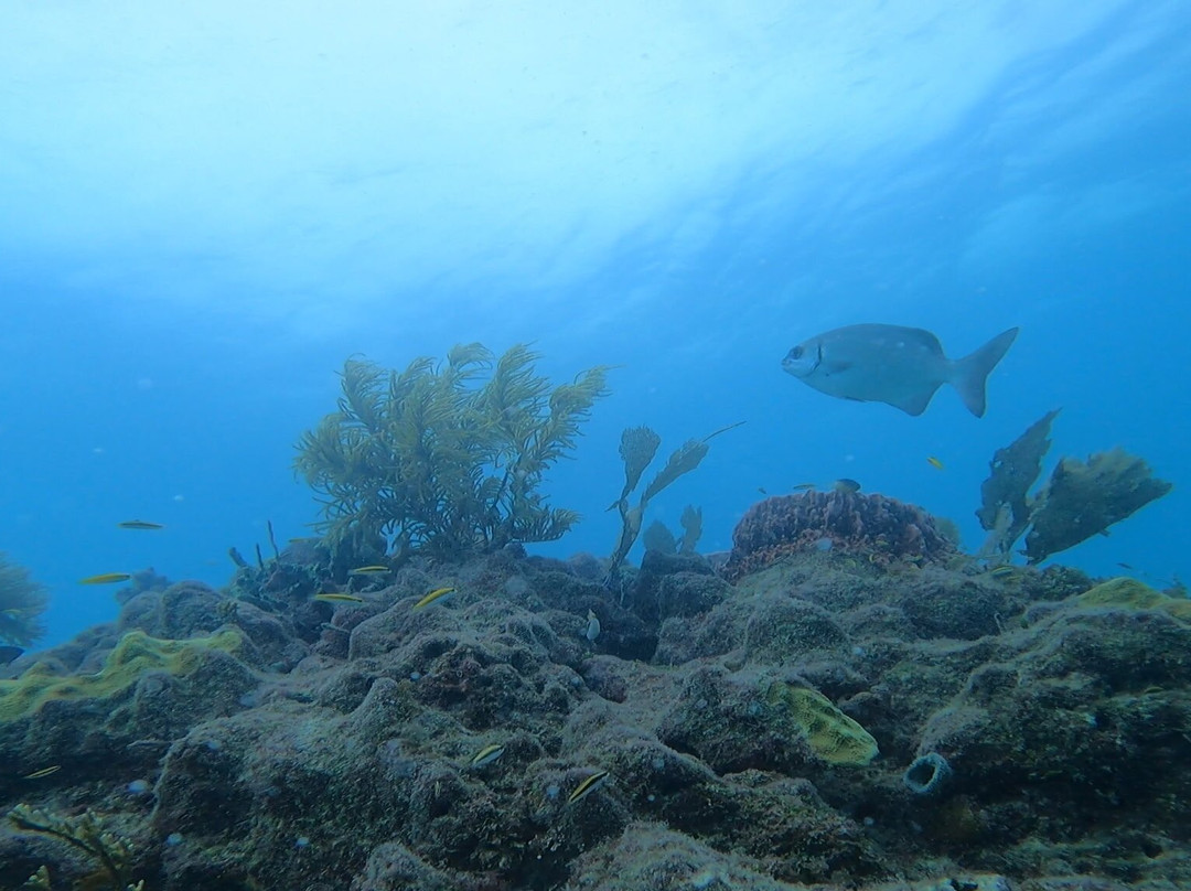 Looe Key Dive Center-Ramrod Key必去景点