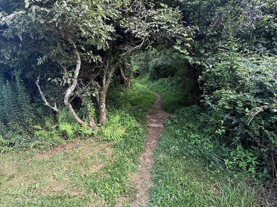 Quality Inn Waynesboro - Skyline Drive主图