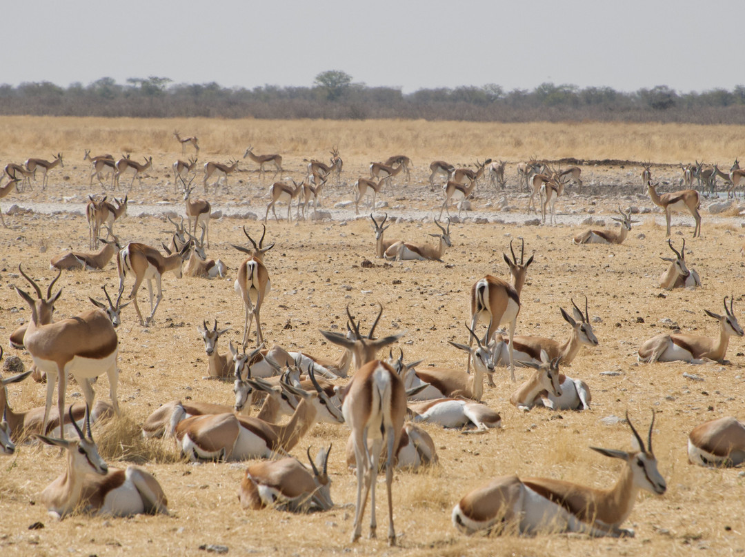 Dusty Foot Tours Namibia-温德和克必去景点