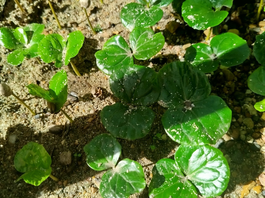 Hacienda Coloma-Fusagasuga必去景点