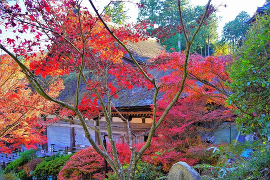 Jorakuji Temple-湖南市必去景点