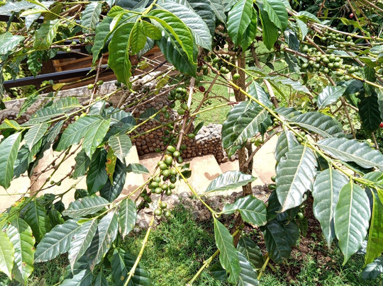 info@samaditours.com-莫西必去景点