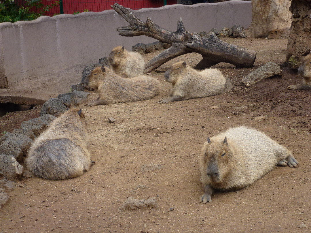 Parque Zoológico Benito Juárez-莫雷利亚必去景点