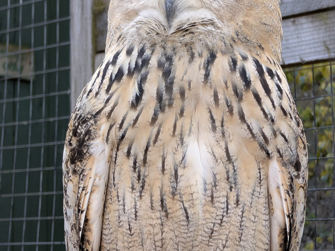 Scottish Owl Centre-Whitburn必去景点