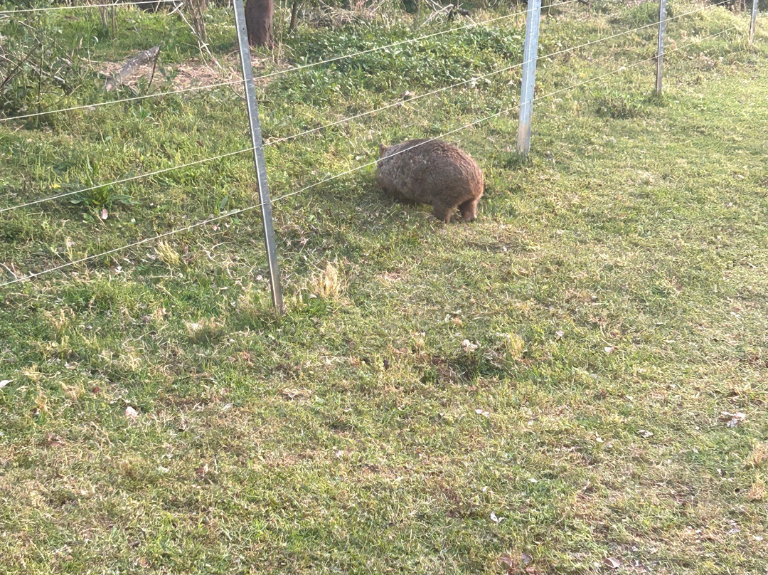 Bendeela Camping and Picnic Area-袋鼠谷必去景点